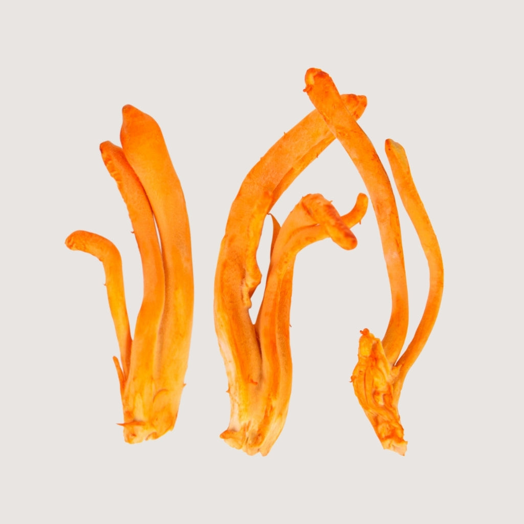 Hongo cordyceps (cordyceps militaris), hongo medicinal, hongo adaptógeno.