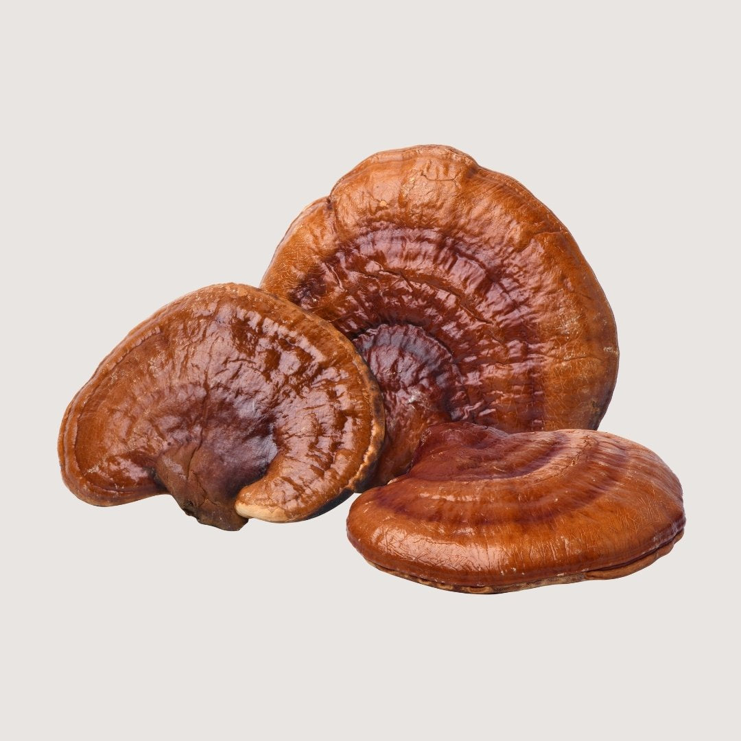 Hongo adaptógeno, hongo medicinal, hongo Reishi (Ganoderma lucidum).