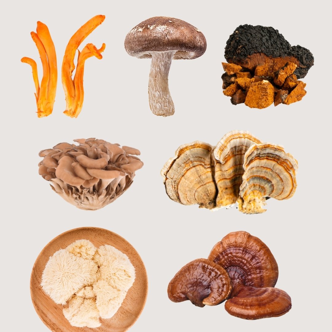 Hongos adaptógenos, hongos medicinales, melena de león, cordyceps, chaga, reishi, cola de pavo, shiitake y maitake.