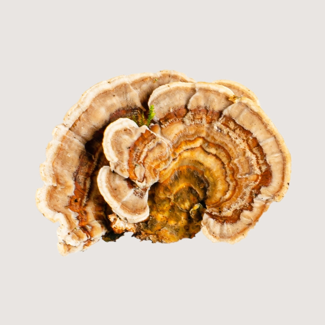 Hongo adaptógeno, hongo medicinal, hongo Cola de Pavo (Trametes Versicolor).