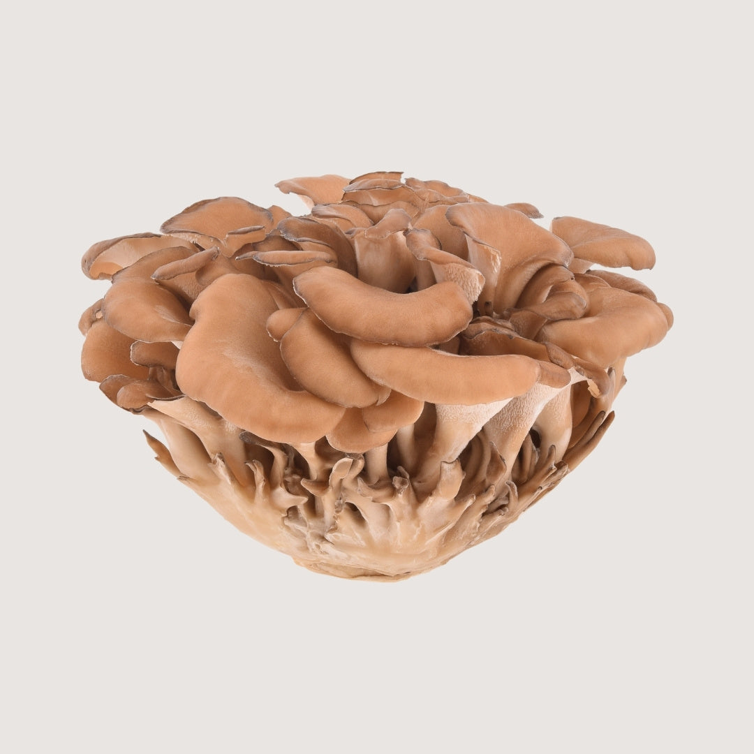 Hongo adaptógeno, hongo medicinal, hongo Maitake (Grifola frondosa).