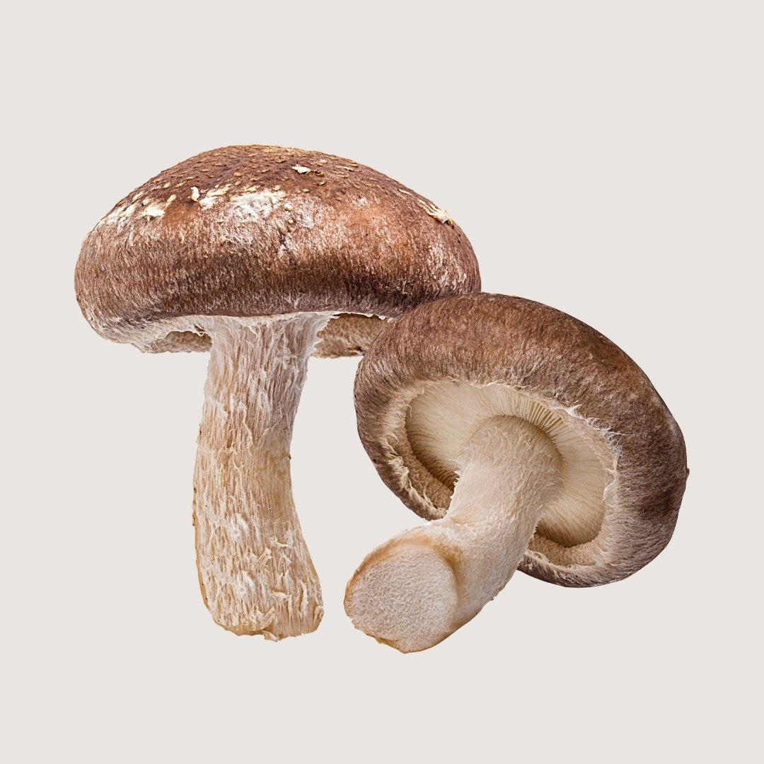 Hongo adaptógeno, hongo medicinal, hongo shiitake (Lentinula edodes).