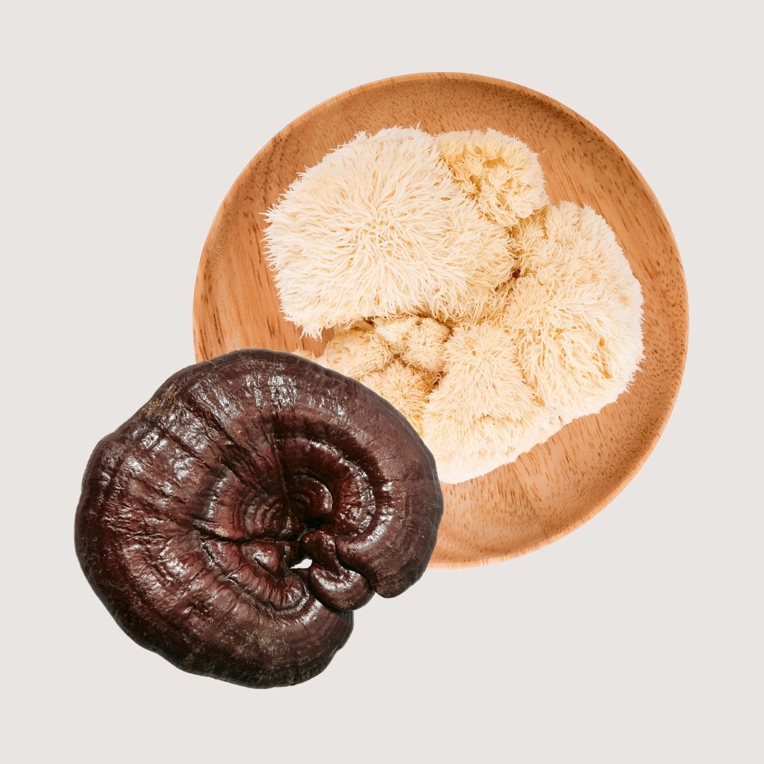 Hongos adaptógenos, hongos medicinales, hongo Reishi (Ganoderma lucidum), hongo Melena de León (Hericium erinaceus).