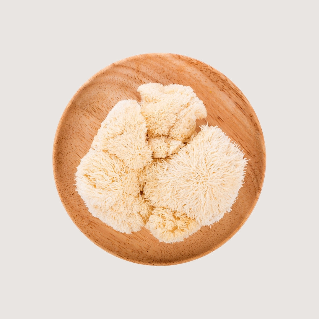 Hongo adaptógeno, hongo medicinal, hongo Melena de León (Hericium erinaceus).