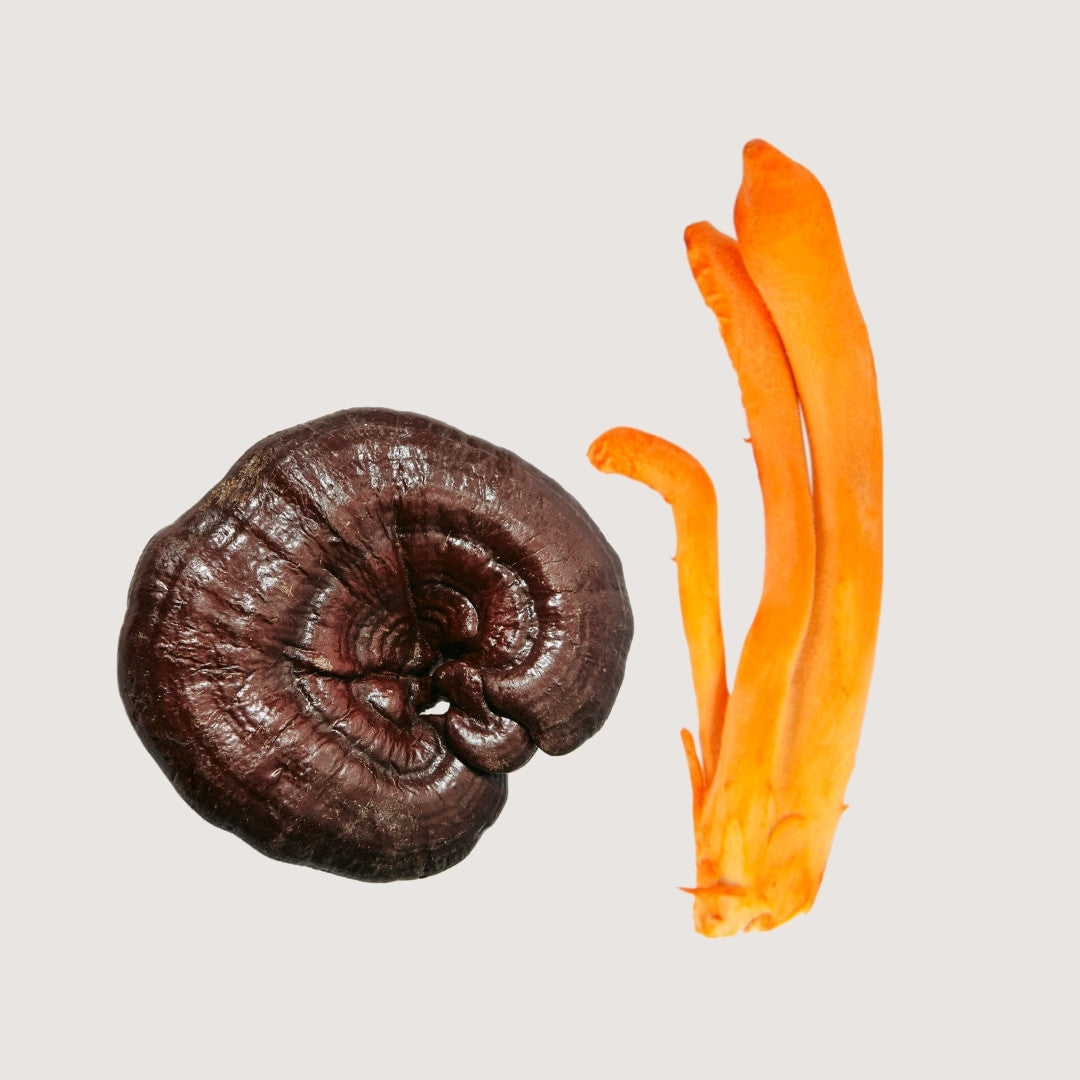 Hongos adaptógenos, hongos medicinales, hongo Reishi (Ganoderma lucidum), hongo Cordyceps (Cordyceps militaris).